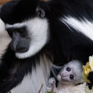 Fota Wildlife Park